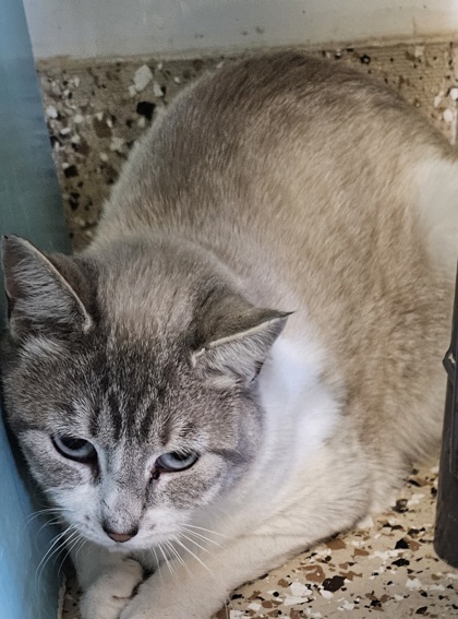 Ava, an adoptable Domestic Short Hair in Pendleton, OR, 97801 | Photo Image 1