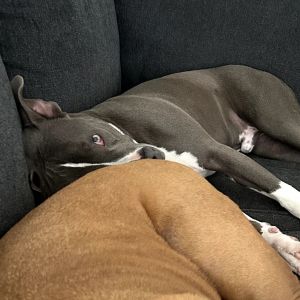 Ham, Young Male Pit Bull Terrier