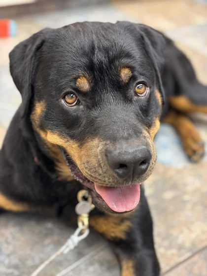 McRib, an adoptable Rottweiler, Mixed Breed in Portola, CA, 96122 | Photo Image 1
