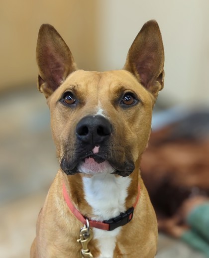 Bingo, an adoptable Mixed Breed in Portola, CA, 96122 | Photo Image 1