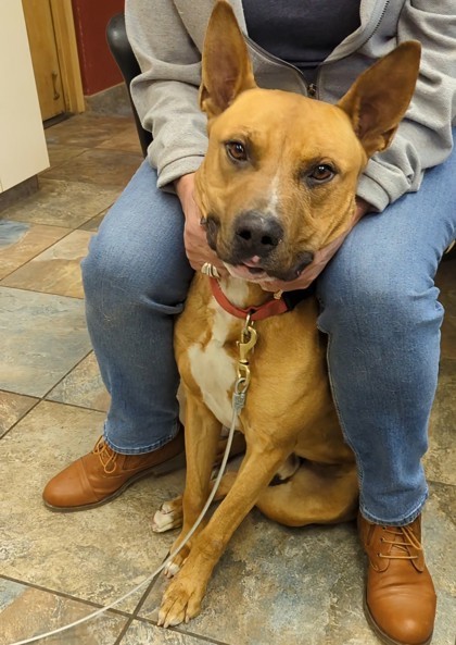 Bingo, an adoptable Mixed Breed in Portola, CA, 96122 | Photo Image 2