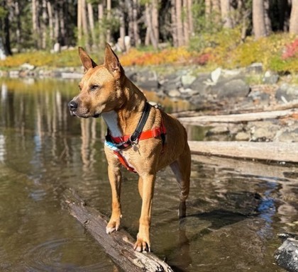 Bingo, an adoptable Mixed Breed in Portola, CA, 96122 | Photo Image 2