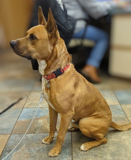 Bingo, an adoptable Mixed Breed in Portola, CA, 96122 | Photo Image 3