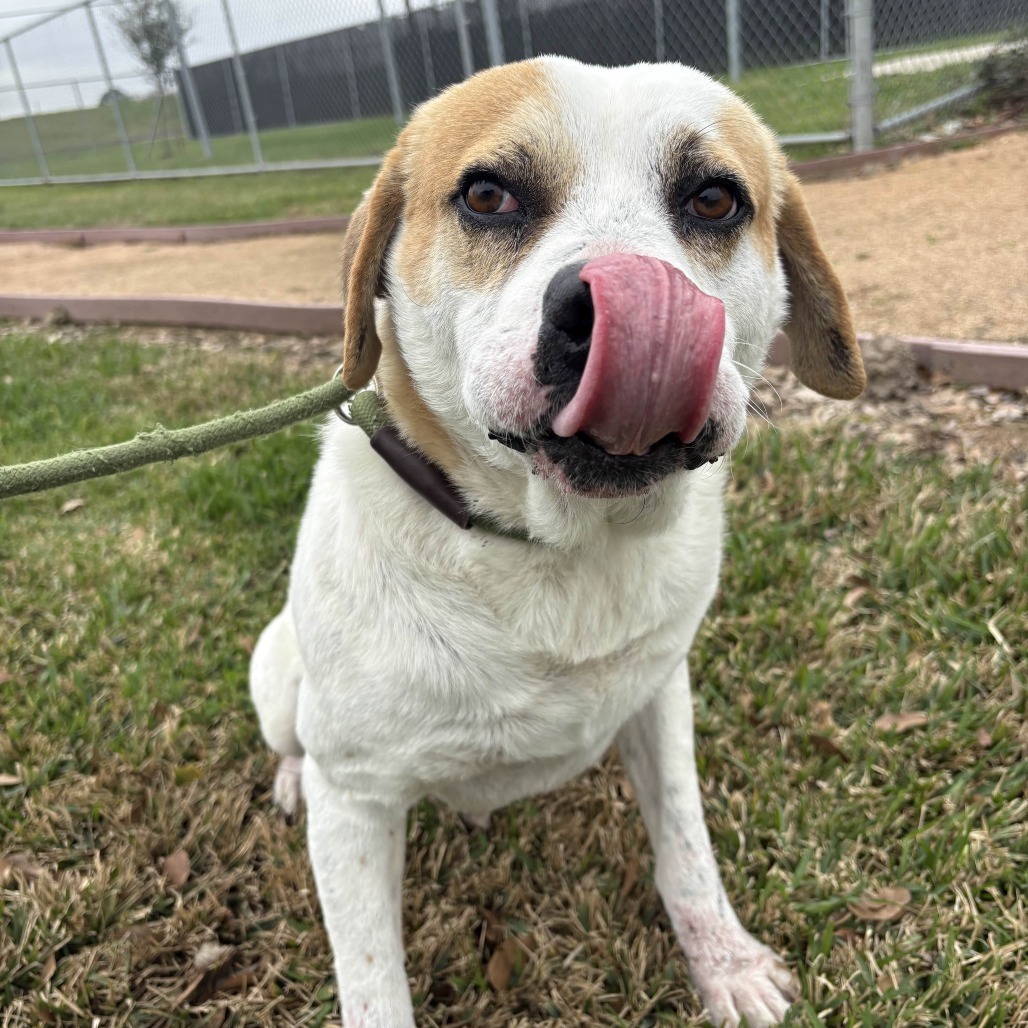 Dodger