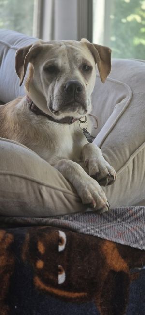 Willow, Adult Female unknown