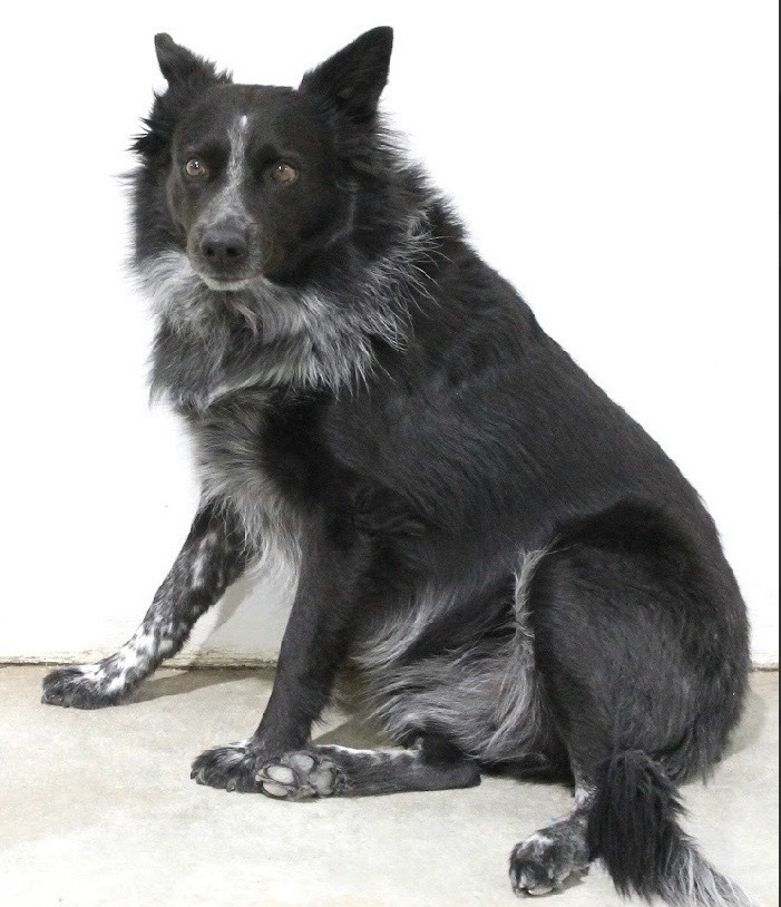 ACO Andy, an adoptable Australian Cattle Dog / Blue Heeler, Mixed Breed in Tucumcari, NM, 88401 | Photo Image 1