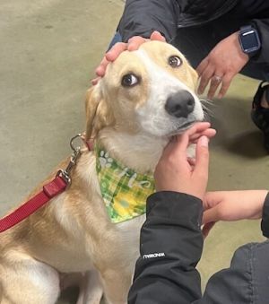 Flora, Young Female Labrador Retriever