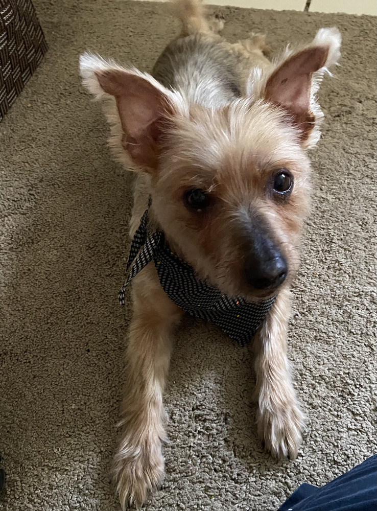 Coco (bonded with Roxie, must be adopted together)