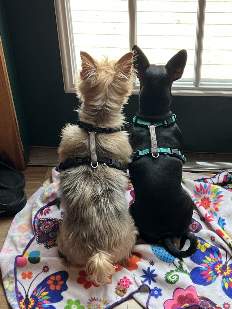Coco (bonded with Roxie, must be adopted together)