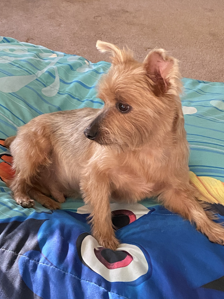 Coco (bonded with Roxie, must be adopted together)