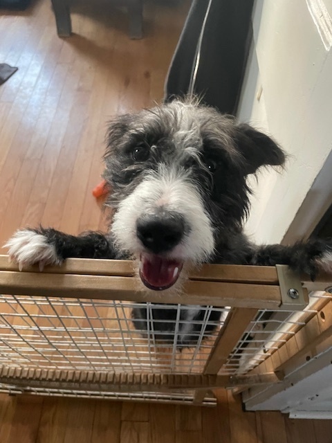 Rocky the Rockstar