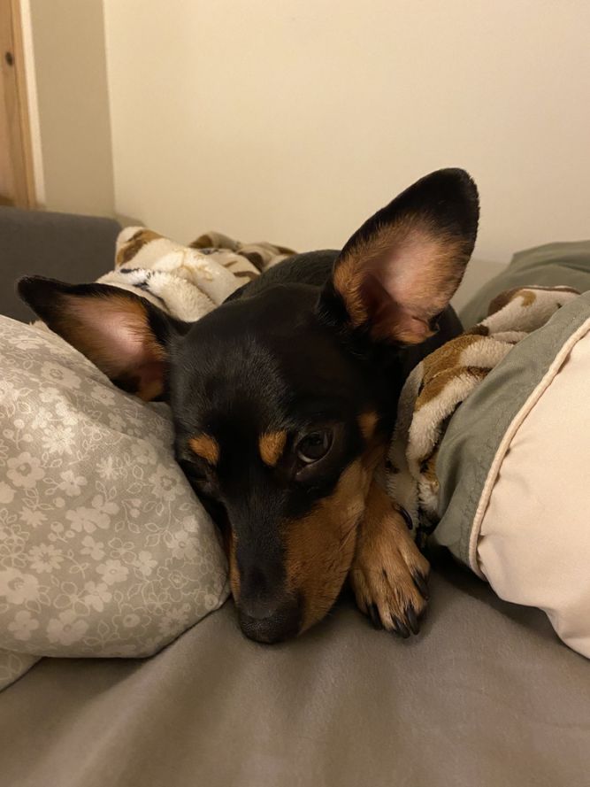 Dog for adoption Roxie a Miniature Pinscher Mix in Brewster NY Dog for adoption Roxie a Miniature Pinscher Mix in Brewster NY