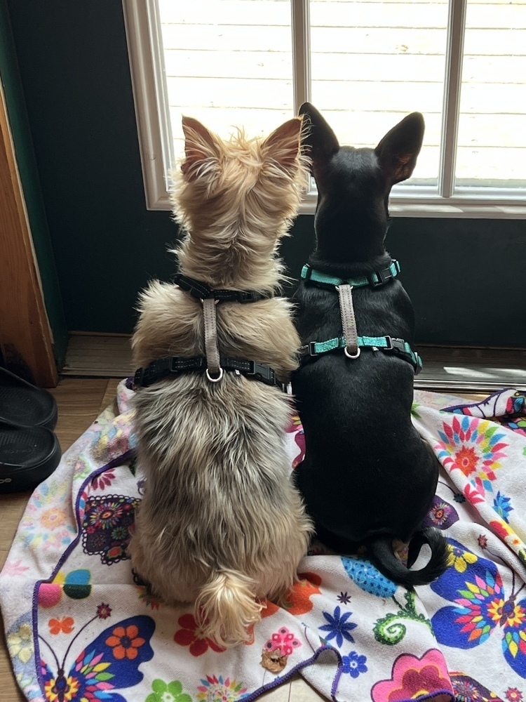 Roxie (bonded with Coco, must be adopted together)