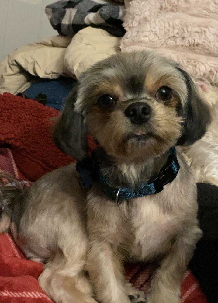 Abby the Havashu