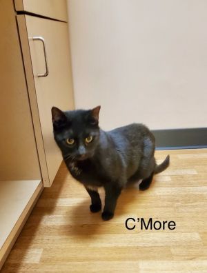 Hogans : CMore, Adult Male Domestic Short Hair