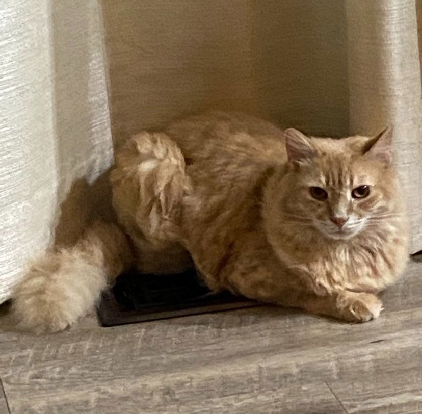 CH - Chris, an adoptable Domestic Medium Hair in Battle Ground, WA, 98604 | Photo Image 1