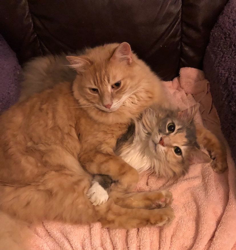 CH - Chris, an adoptable Domestic Medium Hair in Battle Ground, WA, 98604 | Photo Image 2