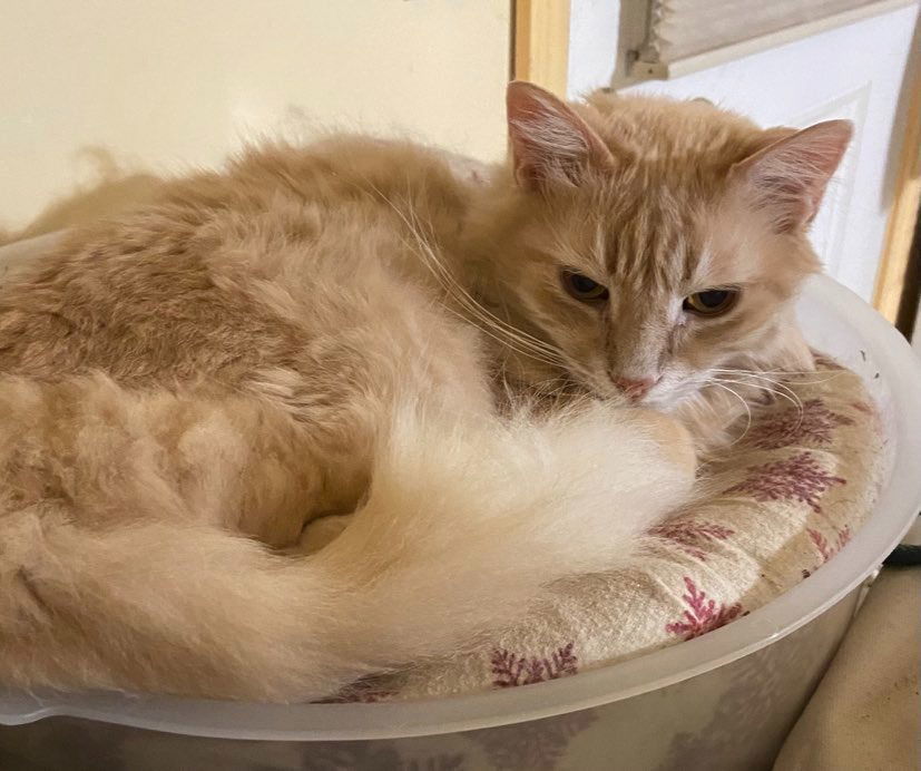 CH - Chris, an adoptable Domestic Medium Hair in Battle Ground, WA, 98604 | Photo Image 3