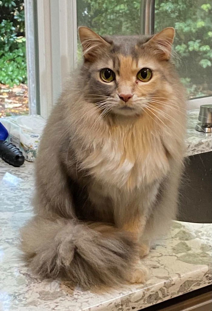 CH - Lucy, an adoptable Domestic Long Hair in Battle Ground, WA, 98604 | Photo Image 1