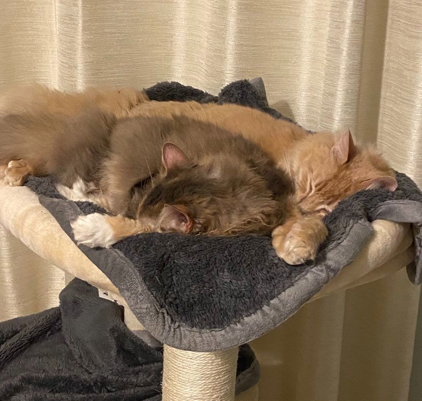 CH - Lucy, an adoptable Domestic Long Hair in Battle Ground, WA, 98604 | Photo Image 2