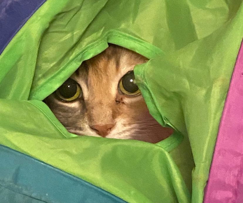 CH - Lucy, an adoptable Domestic Long Hair in Battle Ground, WA, 98604 | Photo Image 3