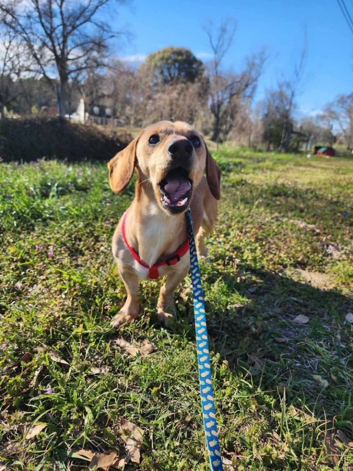 Huckleberry 1