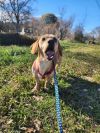 Huckleberry