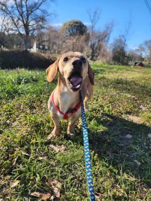 Huckleberry
