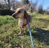 Huckleberry