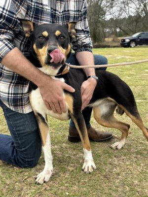 Lillie, Adult Female Shepherd