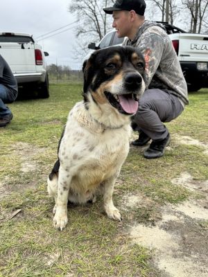 James, Adult Male English Springer Spaniel