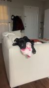 Black Mary (In Foster)