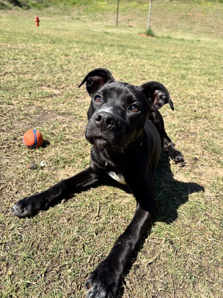 Raven (In Foster) 2