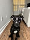 Raven (In Foster)