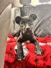 Raven (In Foster)