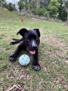 Raven (In Foster)