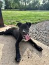 Raven (In Foster)