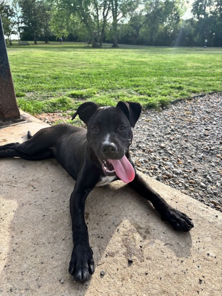 Raven (In Foster) 6