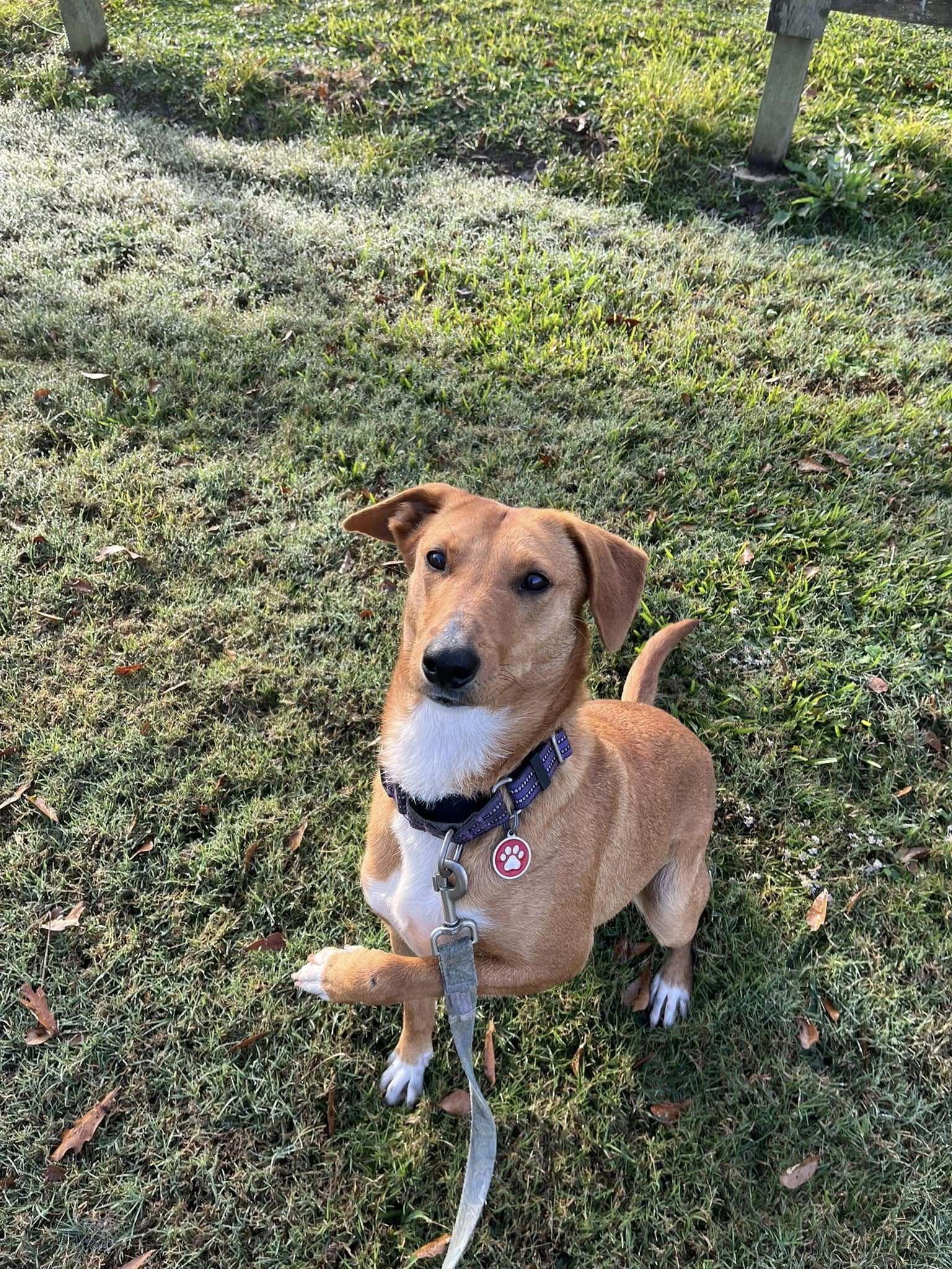 Babs - Beautiful Pup!