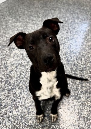 Captain, Young Male Labrador Retriever