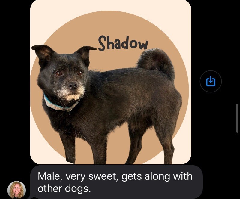 Shadow