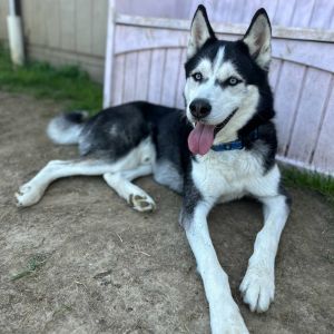 Ted, Adult Male Husky