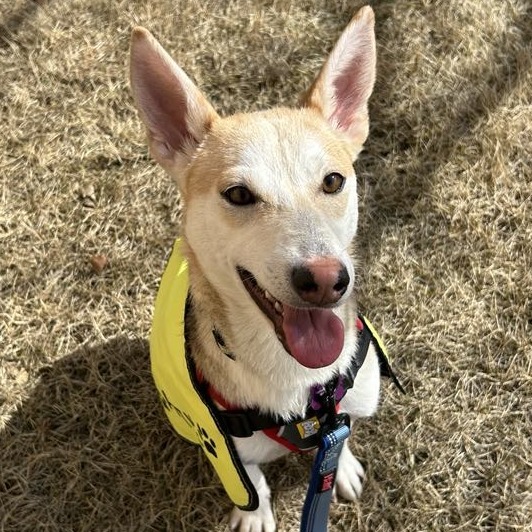 Mira, an adoptable Husky, Terrier in Brainerd, MN, 56401 | Photo Image 1