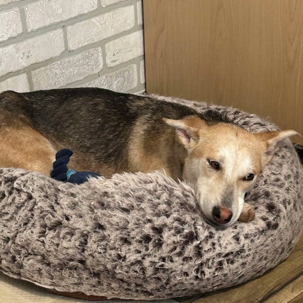 Mira, an adoptable Husky, Terrier in Brainerd, MN, 56401 | Photo Image 2