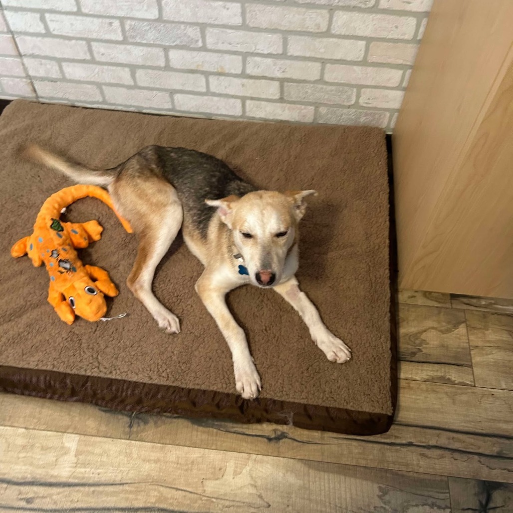 Mira, an adoptable Husky, Terrier in Brainerd, MN, 56401 | Photo Image 3