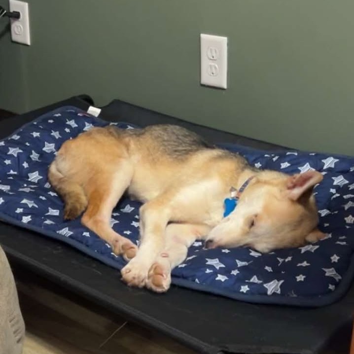 Mira, an adoptable Husky, Terrier in Brainerd, MN, 56401 | Photo Image 4