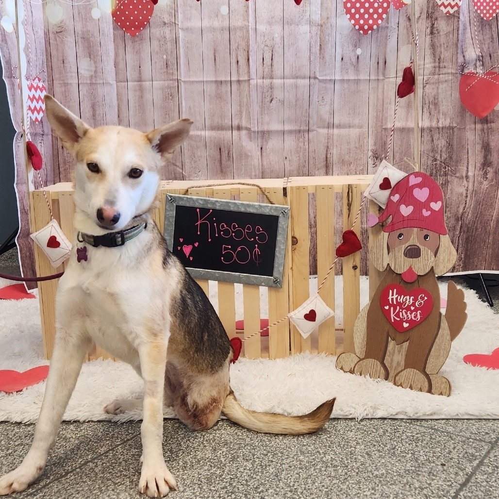 Mira, an adoptable Husky, Terrier in Brainerd, MN, 56401 | Photo Image 5