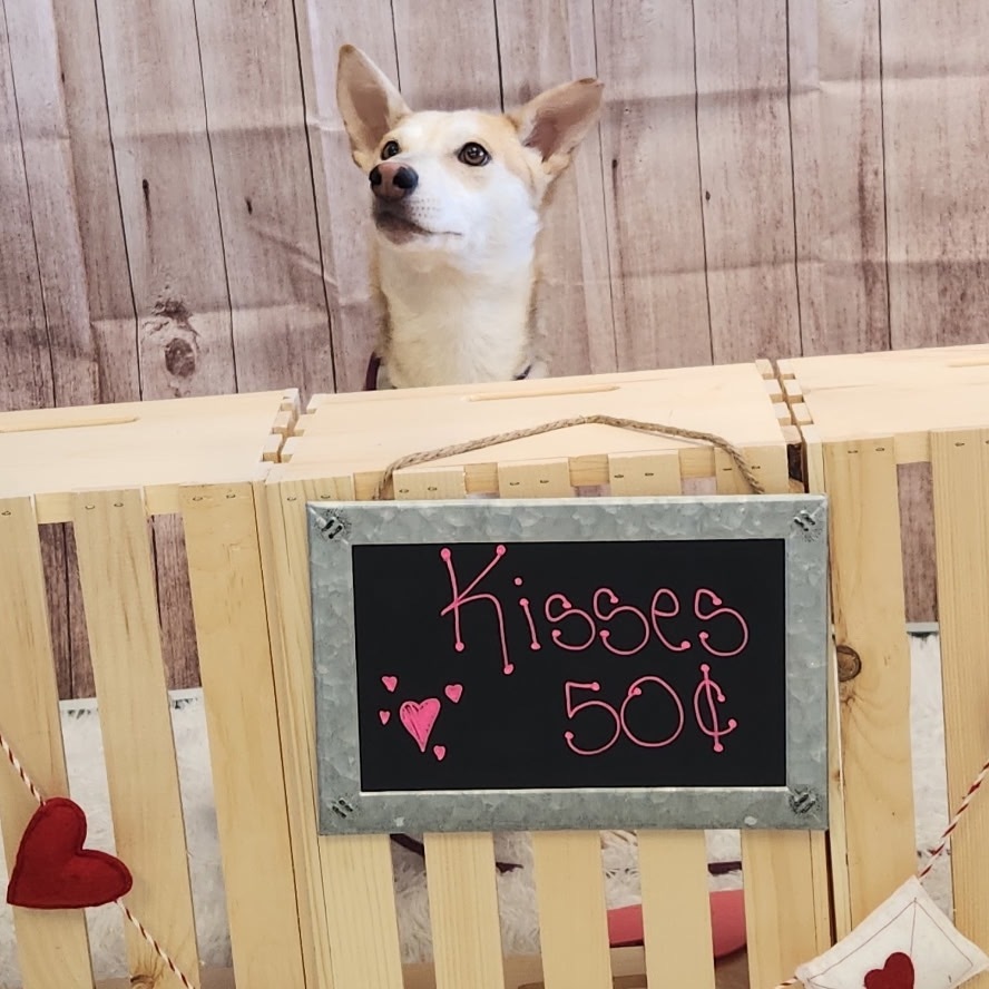 Mira, an adoptable Husky, Terrier in Brainerd, MN, 56401 | Photo Image 6
