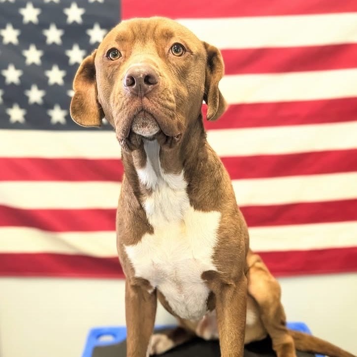 Boots, an adoptable Labrador Retriever, Basset Hound in Sauk Rapids, MN, 56379 | Photo Image 1