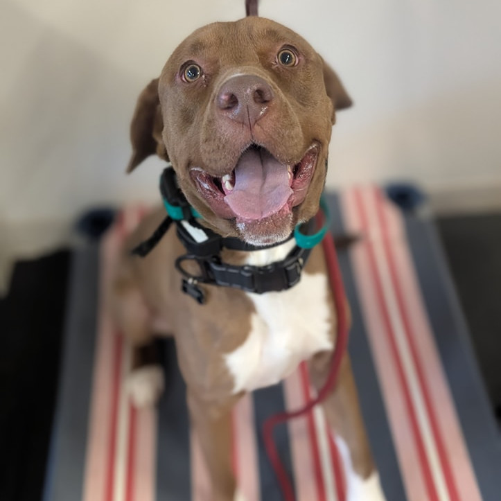 Boots, an adoptable Labrador Retriever, Basset Hound in Brainerd, MN, 56401 | Photo Image 1